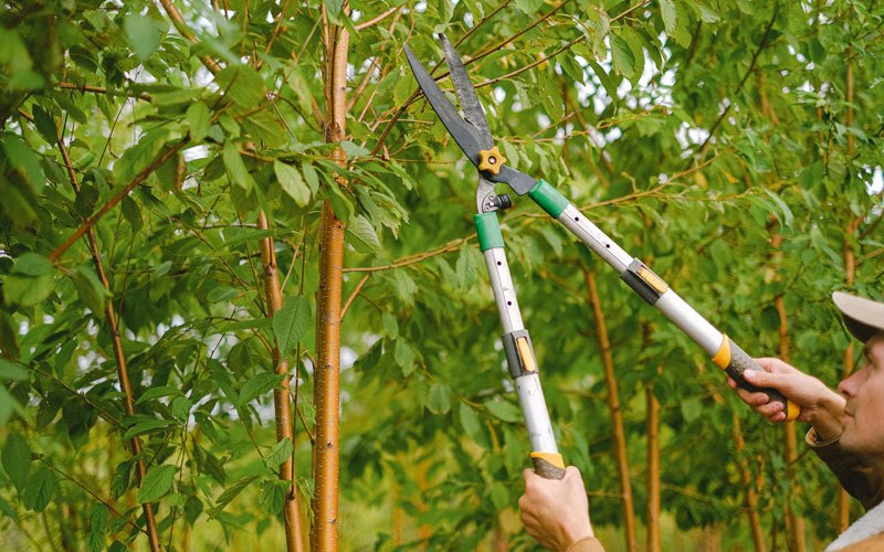 Tree trimming in Hankinson, ND
